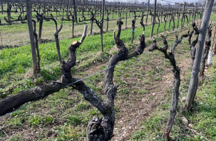 Cantina Ramuscello - Siamo quasi pronti