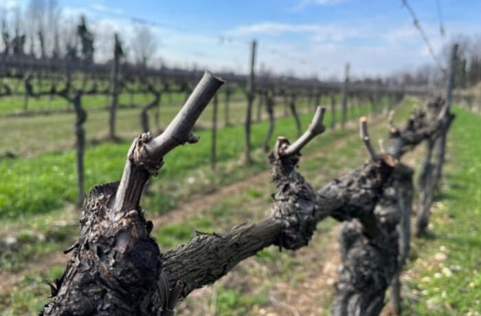 Cantina Ramuscello - Siamo quasi pronti