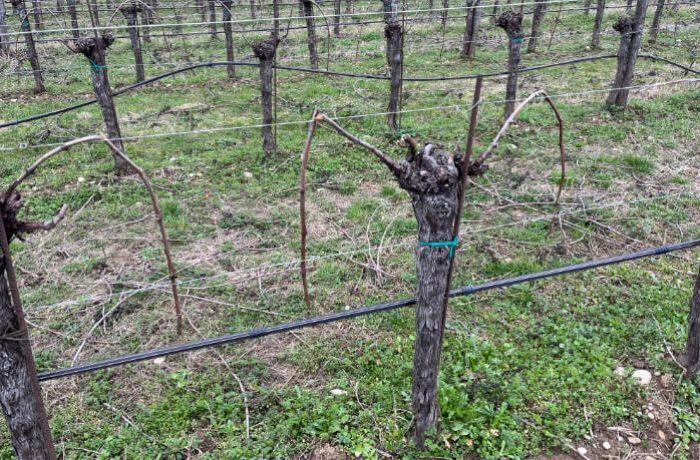 Cantina Ramuscello - Siamo quasi pronti