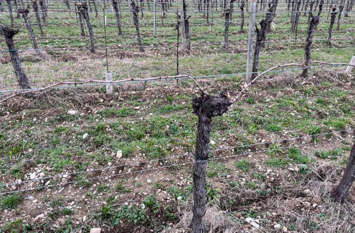 Cantina Ramuscello - Siamo quasi pronti