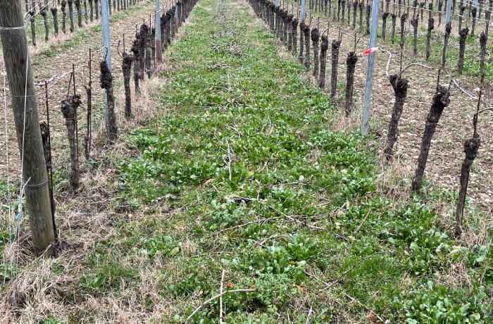 Cantina Ramuscello - Siamo quasi pronti