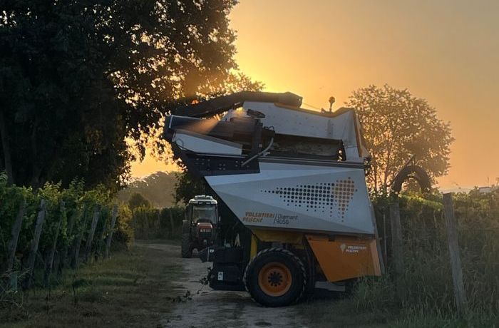 2024 Grape harvest