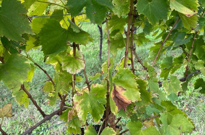 End of 2024 grape harvest