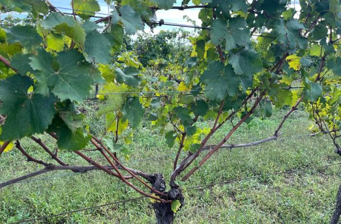 End of 2024 grape harvest