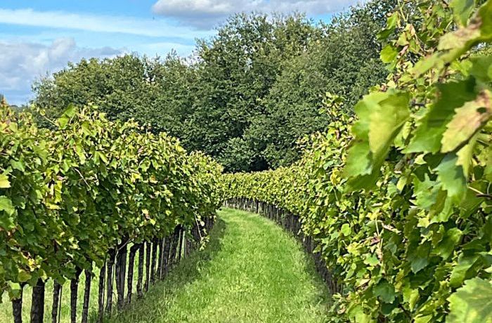 End of 2024 grape harvest