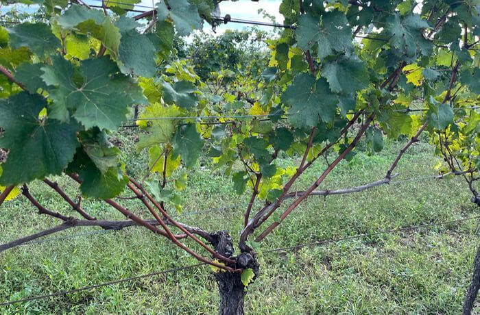 Si è conclusa la vendemmia